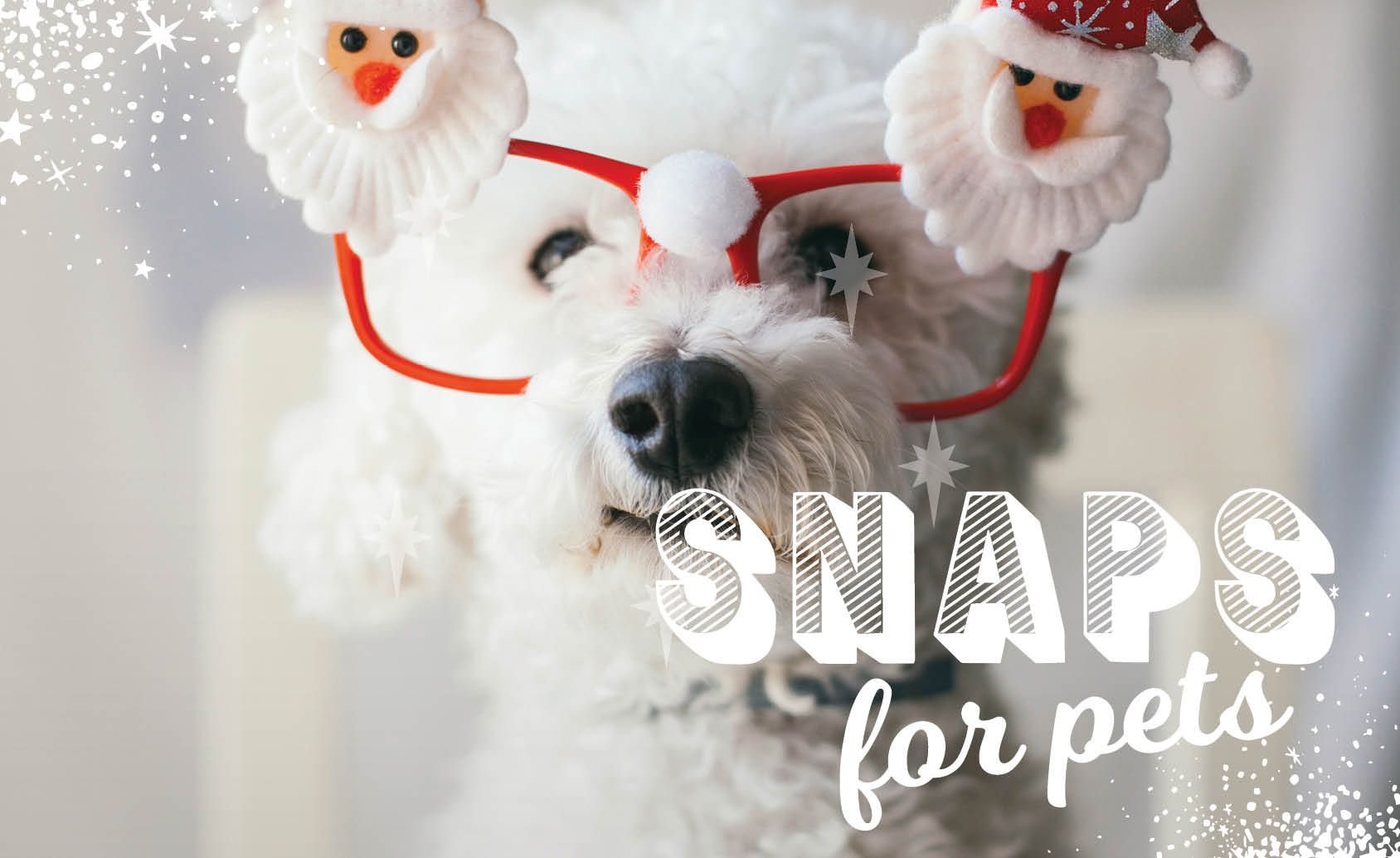 CH4806_Xmas 2019_Web Tiles_Snaps for pets_844x517px